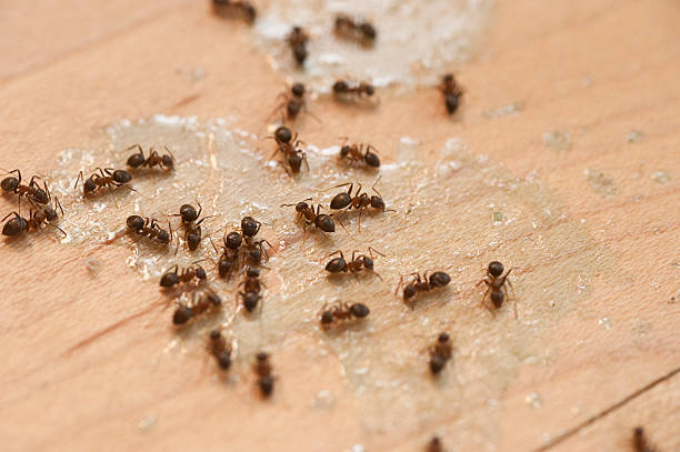 Best Bed Bug Extermination  in Nederland, TX